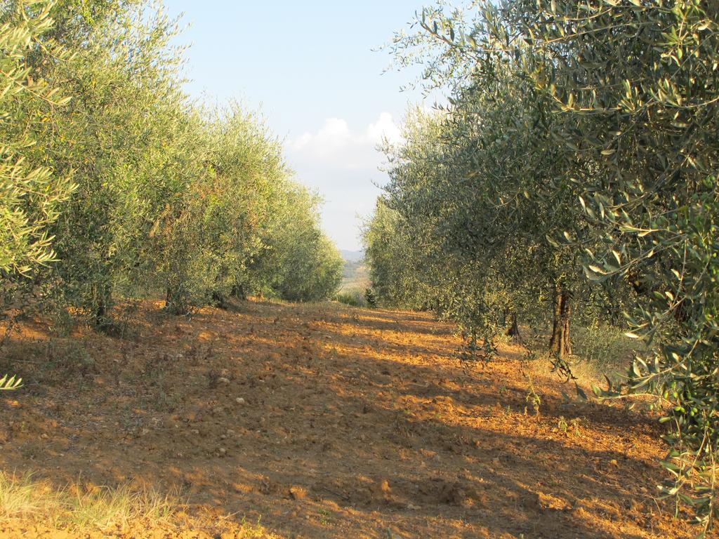 Agriturismo Colombaiolo Pienza Eksteriør billede